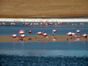 _lagunahedionda