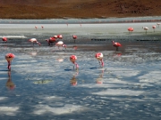 _lagunahedionda3