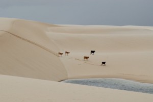 lenoiscrossing3
