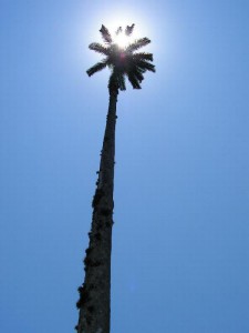 ilhagrande065