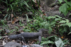 sumatra15
