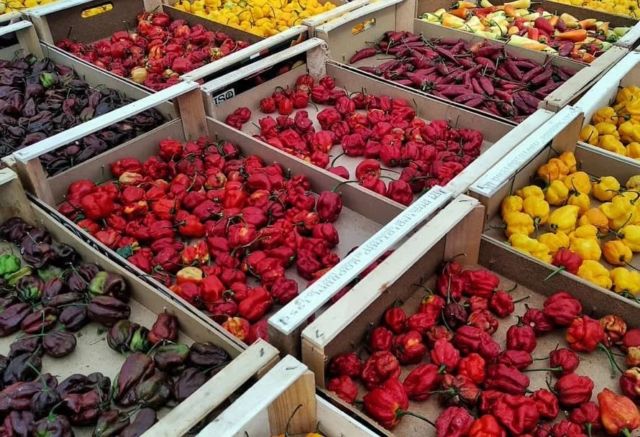 Chili peppers
.
.
#chilipeppers #red #yellow #serramadre #chili #habanero #foodmarket #foodphotography #market #rome