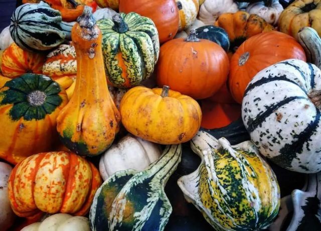 Zucche
.
#pumpkins #colors #orange #green #vegetables #foodphotography #foodmarket #market #streetmarket