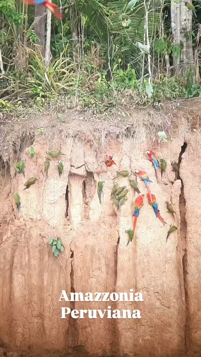 Ogni mattina all'alba centinaia di pappagalli di varie specie si radunano su alcune pareti argillose lungo le sponde del fiume, per mangiare l'argilla che è necessaria per la loro alimentazione.

Reserva nacional Tambopata,
Amazzonia peruviana, 2025 🇵🇪

#peru #amazonas #collpachuncho #tambopata #travelling